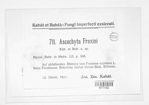 Diplodina fraxini image